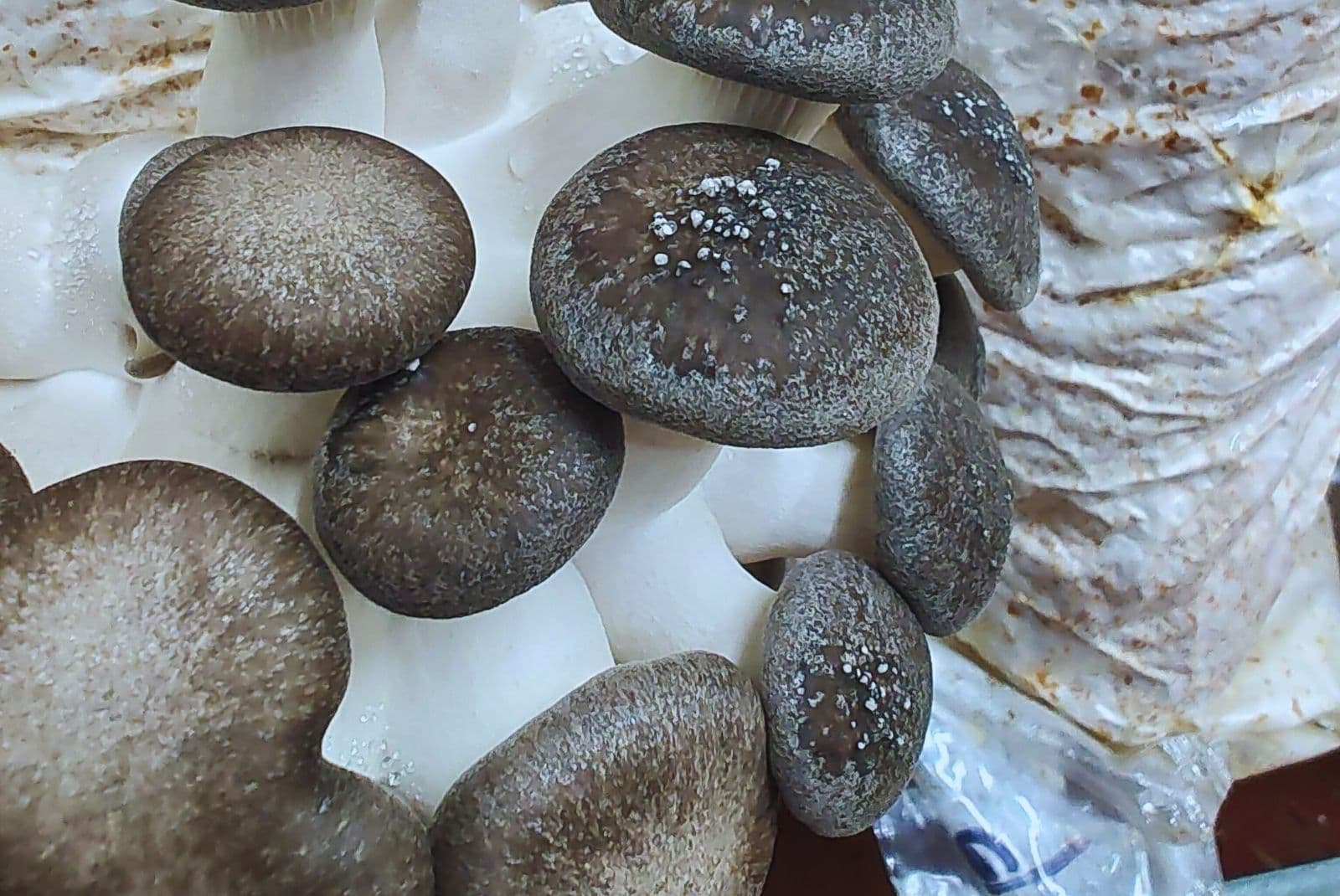 Hongos comestibles gírgolas procesados con luz UV-B para desarrollar alimentos funcionales fortificados con vitamina D2 — INTA Argentina